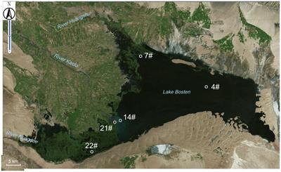 Bacterial community assembly driven by temporal succession rather than spatial heterogeneity in Lake Bosten: a large lake suffering from eutrophication and salinization